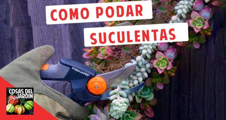 Cómo podar las suculentas – Cuándo se podan las suculentas y por qué