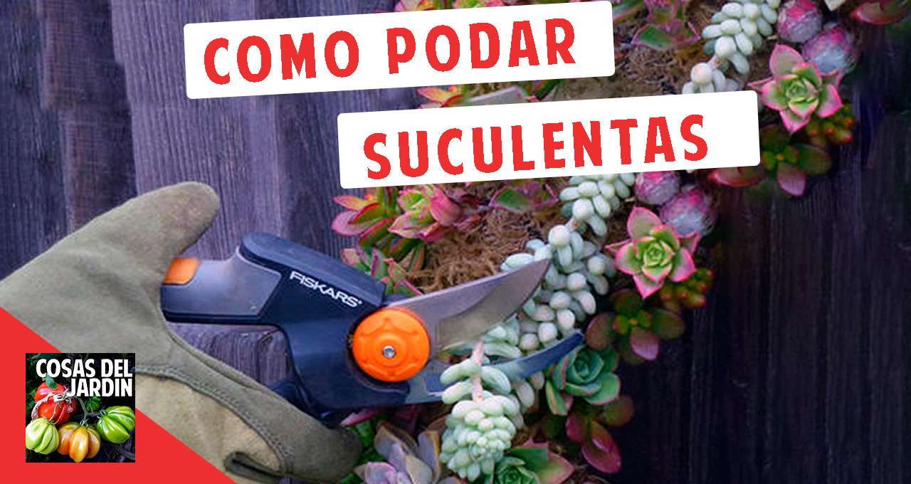 Hay muchas razones por las que podar una suculenta, te mostraré cómo hacerlo y cuándo sería necesario podar estas maravillosas plantas #suculentas #Jardin #Jardineria #Huerto #huertourbano #Cultivar