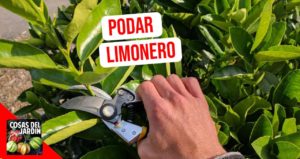 La poda de cítricos es una práctica de cultivo esencial después de la cosecha para mantener la productividad. Con los cítricos, una poda correcta puede hacer una diferencia significativa en el rendimiento y en la calidad de la fruta. #Huerto #huertourbano #jardin #jardineria #cultivar