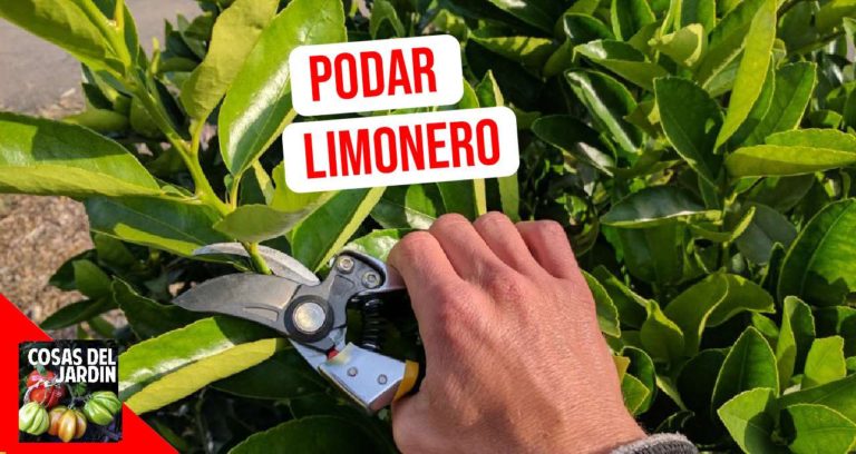 Cómo se podan los limoneros y otros cítricos