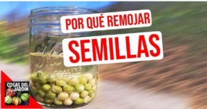 Cómo remojar las semillas antes de plantar y por qué es bueno remojar las semillas