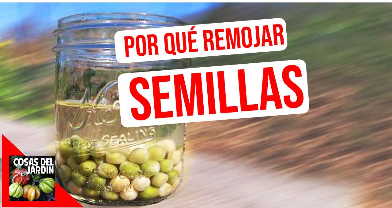 Cómo remojar las semillas antes de plantar y por qué es bueno remojar las semillas