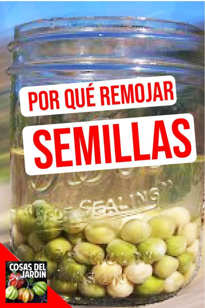 Remojar las semillas antes de plantarlas ayuda a romper las defensas naturales de las semillas contra lo que espera de la madre naturaleza, lo que le permite germinar más rápido. #huerto #huertourbano #cultivar #jardin #Jardineria