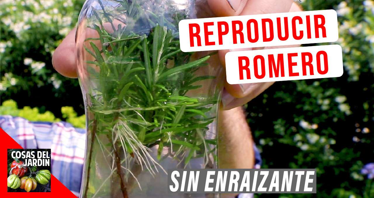 El romero se puede propagar a partir de semillas, a partir de esquejes y a partir de acodos #Huerto #Huertourbano #jardin #Jardineria #Cultivar #aromaticas