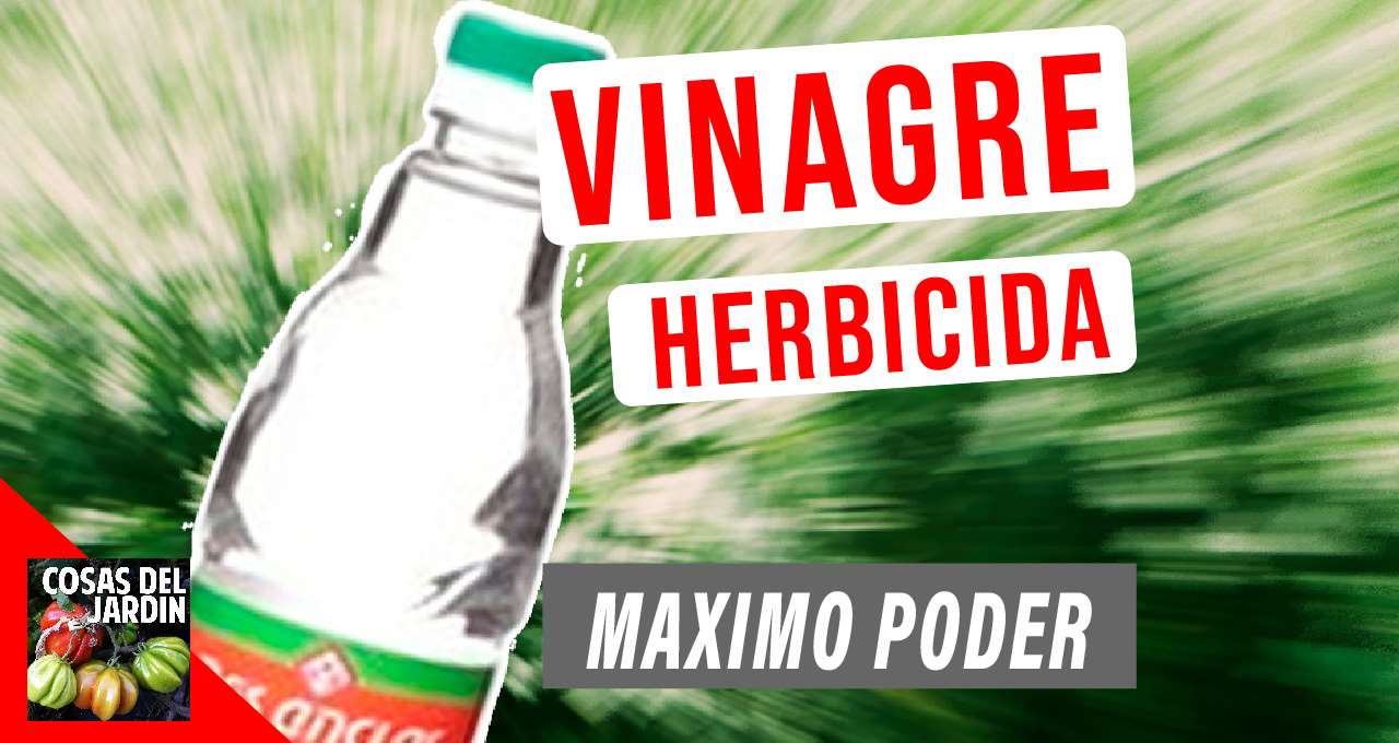 Vinagre herbicida: como se aplica, cada cuanto aplicarlo, qué precauciones tenemos que tener y como hacer para obtener la máxima potencia #huerto #Huertourbano #jardin #Jardineria #cultivar