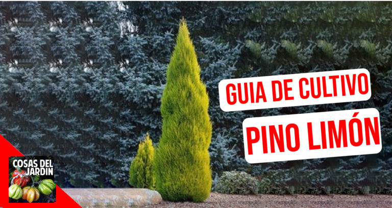 Cuidado del Pino Limón: Cómo cuidar el Pino limón en exterior e interior