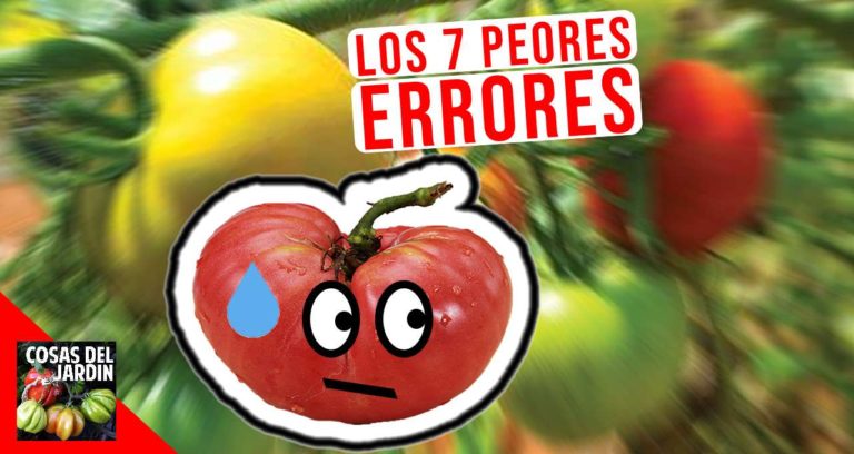 Errores más comunes del cultivo de tomate en maceta