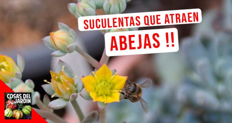 Suculentas que atraen Abejas y otros Polinizadores