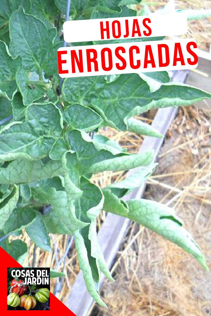 En este video exploraremos las distintas razones por las que se enrollan y deforman las hojas de nuestros tomates: Virus, Insectos y problemas fisiologícos. Y encontraremos formas de solucionarlo en la manera de que esto sea posible   #jardin #jardinagem #huerto #huertourbano