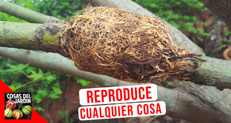 Cómo hacer un acodo aéreo. Reproduce cualquier planta
