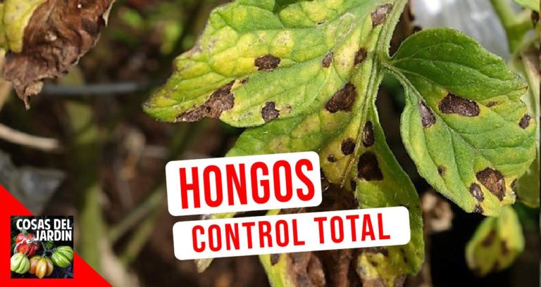 Conoce y controla definitivamente los hongos de tus plantas
