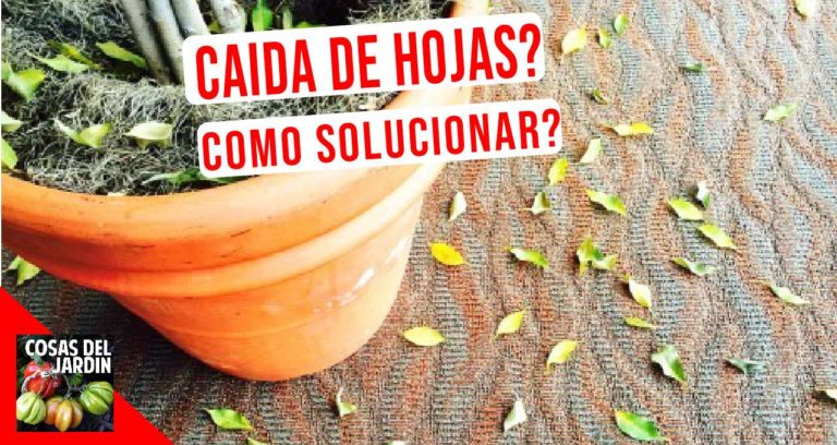 Por qué se caen las hojas de las plantas de interior