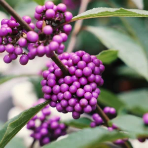 Estas 12 Plantas repelerán los mosquitos en tu jardin. Aquí aprenderás sobre cómo usarlas para que sean realmente efectivas. #huerto #Huertourbano #jardin #jardineria #cultivar
