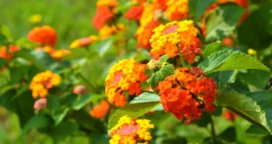 Estas 12 Plantas repelerán los mosquitos en tu jardin. Aquí aprenderás sobre cómo usarlas para que sean realmente efectivas. #huerto #Huertourbano #jardin #jardineria #cultivar