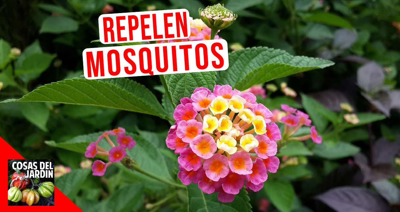 plantas que repelentes de mosquitos caseros - Cosas del Jardin