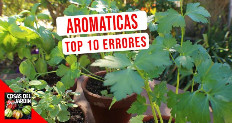 Top 10 errores más comunes en el cultivo de hierbas aromáticas