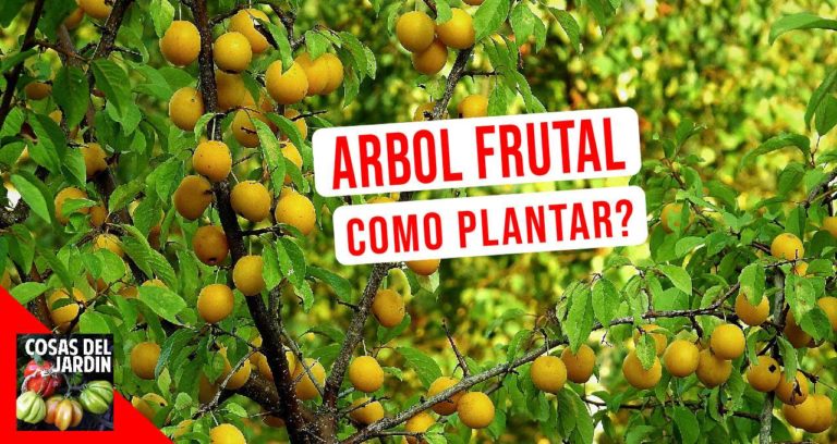 No plantes un arbol frutal sin saber estas 6 cosas
