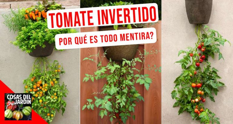 Por qué NO debes plantar tomate invertido.