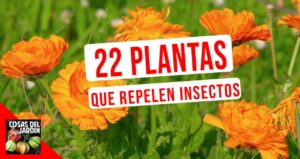 Las plantas con aromas penetrantes se encuentran entre los disuasores de insectos más exitosos. Experimenta con alguna de estas que te dejo a continuación #Huerto #huertourbano #Cultivar #Jardin #Jardineria