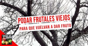 Restaurar árboles frutales viejos a menudo es posible con mucha paciencia y un poco de conocimiento. Sigue leyendo para obtener consejos sobre cómo rejuvenecer los árboles frutales viejos. #Huerto #huertourbano #jardin #jardineria #cultivar