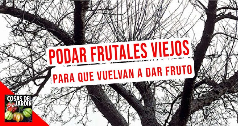 Podar un viejo árbol frutal? cómo rejuvenecer los viejos árboles frutales?