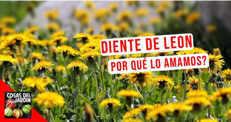 Para qué sirve el diente de león