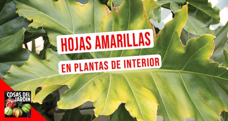 6 causas comunes de hojas amarillas en plantas de interior