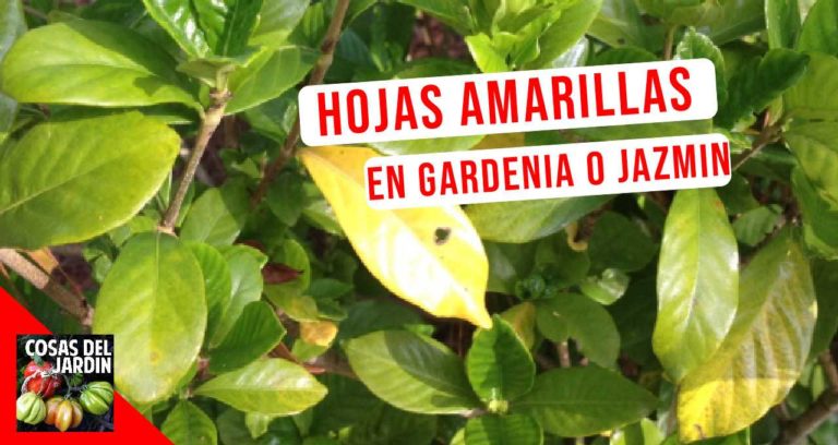 Por qué tu gardenia o jazmín del cabo tiene hojas amarillas?