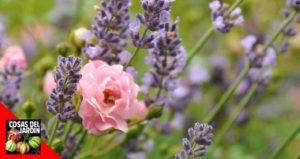 Las mejores asociaciones de cultivo para rosas deberían ser plantas que repelan las plagas de jardín y atraigan insectos beneficiosos. Encuentra en este articulo las mejores asociaciones de cultivo #jardin #jardineria #huerto #huertourbano #cultivar
