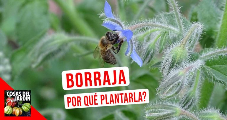 Borraja: Una maravillosa planta para sumar a nuestro huerto