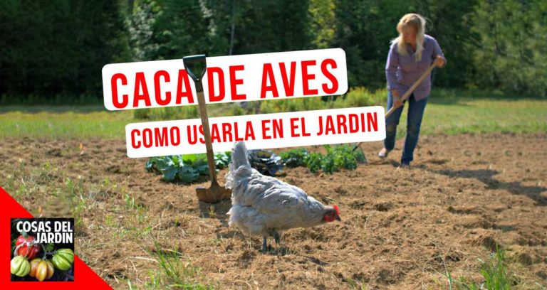 ¿Es buena la caca de pájaro para las plantas?