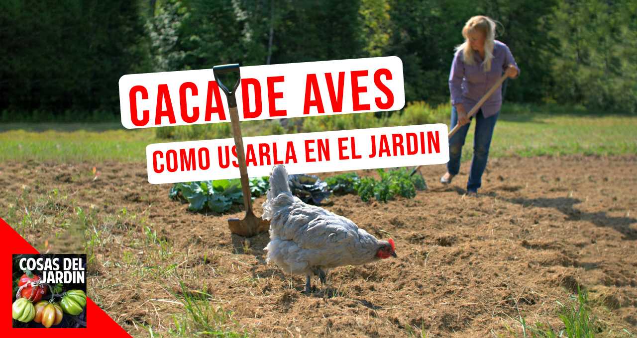 Sigue leyendo para obtener consejos sobre cómo compostar excrementos de aves y cuáles son las ventajas de utilizarlo #huerto #huerta #huertourbano #jardineria #jardin #cultivar