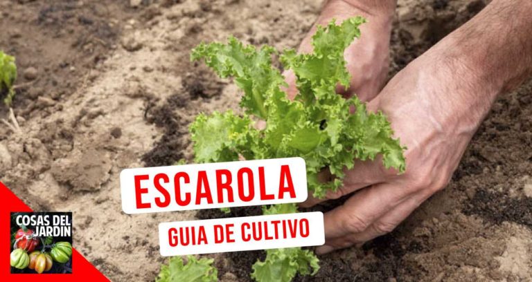 Cómo cultivar escarola