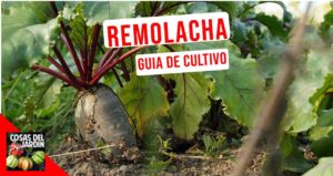 Las remolachas son ideales para los huertos familiares porque no requieren mucho espacio. Te dejo esta guía de cultivo con todo lo que tienes que saber #huerto #huerta #jardin #jardineria #huertourbano #cultivar