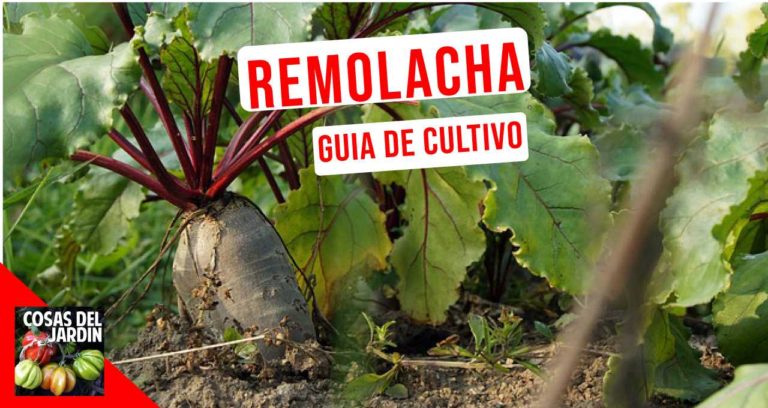 Cultivo de remolacha o beterraga – Cómo cultivar remolacha en el jardín