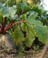 Cultivo de remolacha