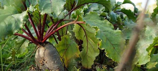 Cultivo de remolacha