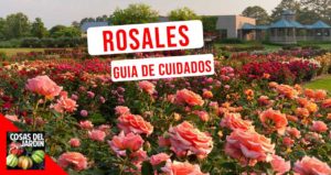 Sigue estos 10 consejos para cultivar con éxito tus rosales favoritos #jardin #jardineria #cultivar #huerto #huerta #huertourbano