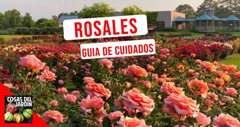 Guía para principiantes: 10 consejos para cultivar rosas como un profesional