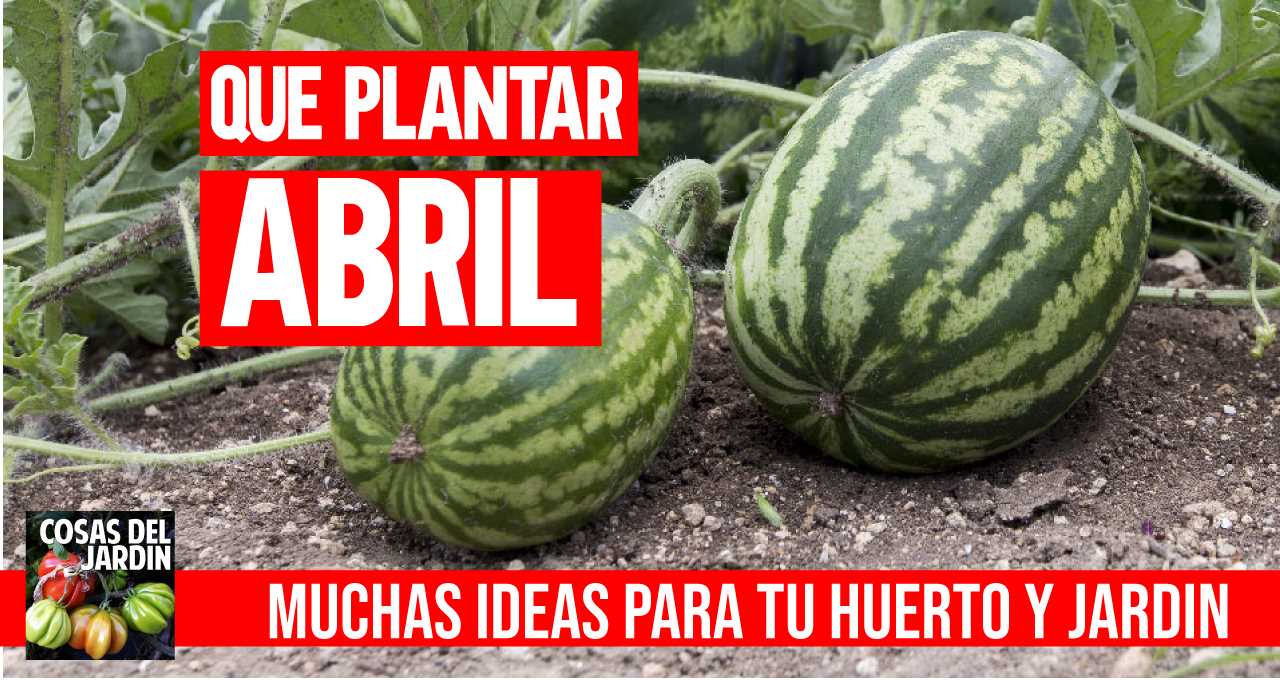 Cuales son las tareas que se pueden hacer y los cultivos que se pueden sembrar en el mes de Abril, tanto en el hemisferio Norte como en el Sur #huerto #huerta #huertourbano #jardin #jardineria #cultivar