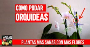 Si bien son bastante fáciles de cuidar, debes tener mucho cuidado al podar las orquídeas. Sigue estos pasos para podarlas adecuadamente y tener más flores. #jardineria #jardin #huerto #huertourbano #cultivar