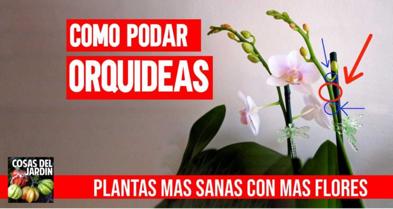 Cuándo podar las orquídeas: aprende a podar las orquídeas