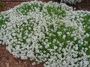 Las flores atraen polinizadores, que la mayoría de las plantas que dan fruto necesitan. Y también atraen insectos depredadores de las plagas del huerto #jardineria #jardin #huerto #huerta #huertourbano #cultivar