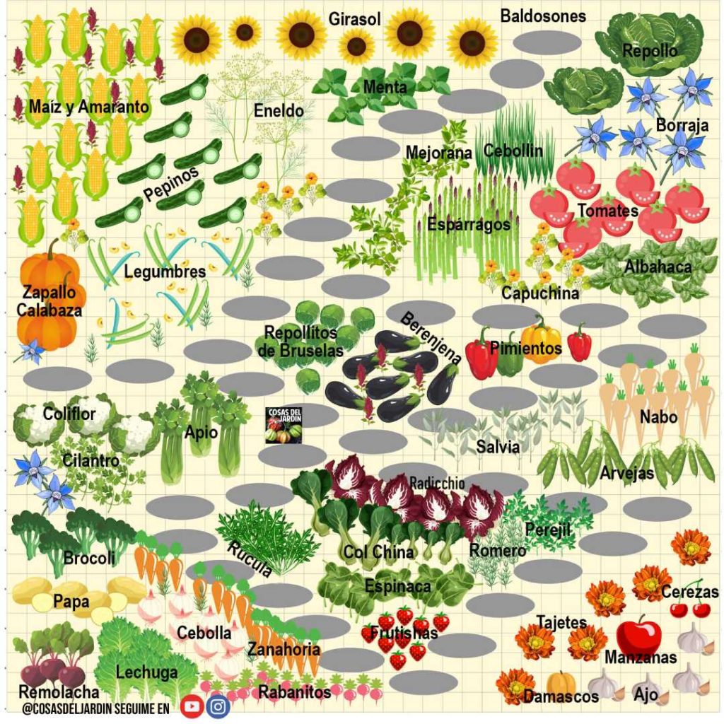 te presento este plano interactivo de plantación de cultivos perfectamente asociados que te ayudará a plantar tu huerto perfecto #huerto #huerta #huertourbano #jardin #jardineria #cultivar