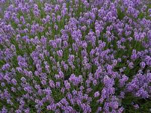 Las flores atraen polinizadores, que la mayoría de las plantas que dan fruto necesitan. Y también atraen insectos depredadores de las plagas del huerto #jardineria #jardin #huerto #huerta #huertourbano #cultivar