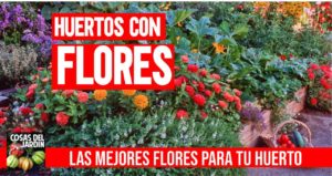 Considera incorporar plantas y hierbas con flores. Las flores atraen polinizadores, y también atraen insectos depredadores de las plagas del huerto. #huerto #huerta #huertourbano #jardin #jardineria #cultivar