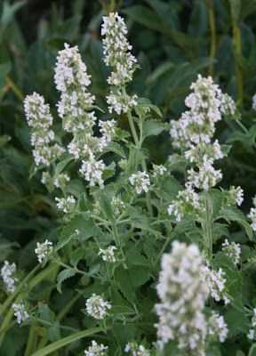 Las flores atraen polinizadores, que la mayoría de las plantas que dan fruto necesitan. Y también atraen insectos depredadores de las plagas del huerto #jardineria #jardin #huerto #huerta #huertourbano #cultivar