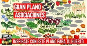 te presento este plano interactivo de plantación de cultivos perfectamente asociados que te ayudará a plantar tu huerto perfecto #huerto #huerta #huertourbano #jardin #jardineria #cultivar