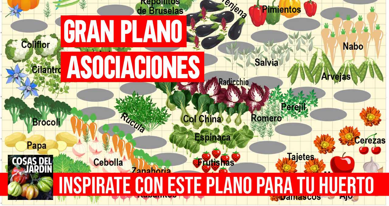 te presento este plano interactivo de plantación de cultivos perfectamente asociados que te ayudará a plantar tu huerto perfecto #huerto #huerta #huertourbano #jardin #jardineria #cultivar
