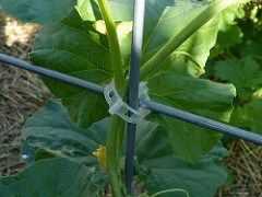 Cómo armar una pérgola para que tus calabazas crezcan hacia arriba #huerto #huerta #jardin #jardineria #cultivar